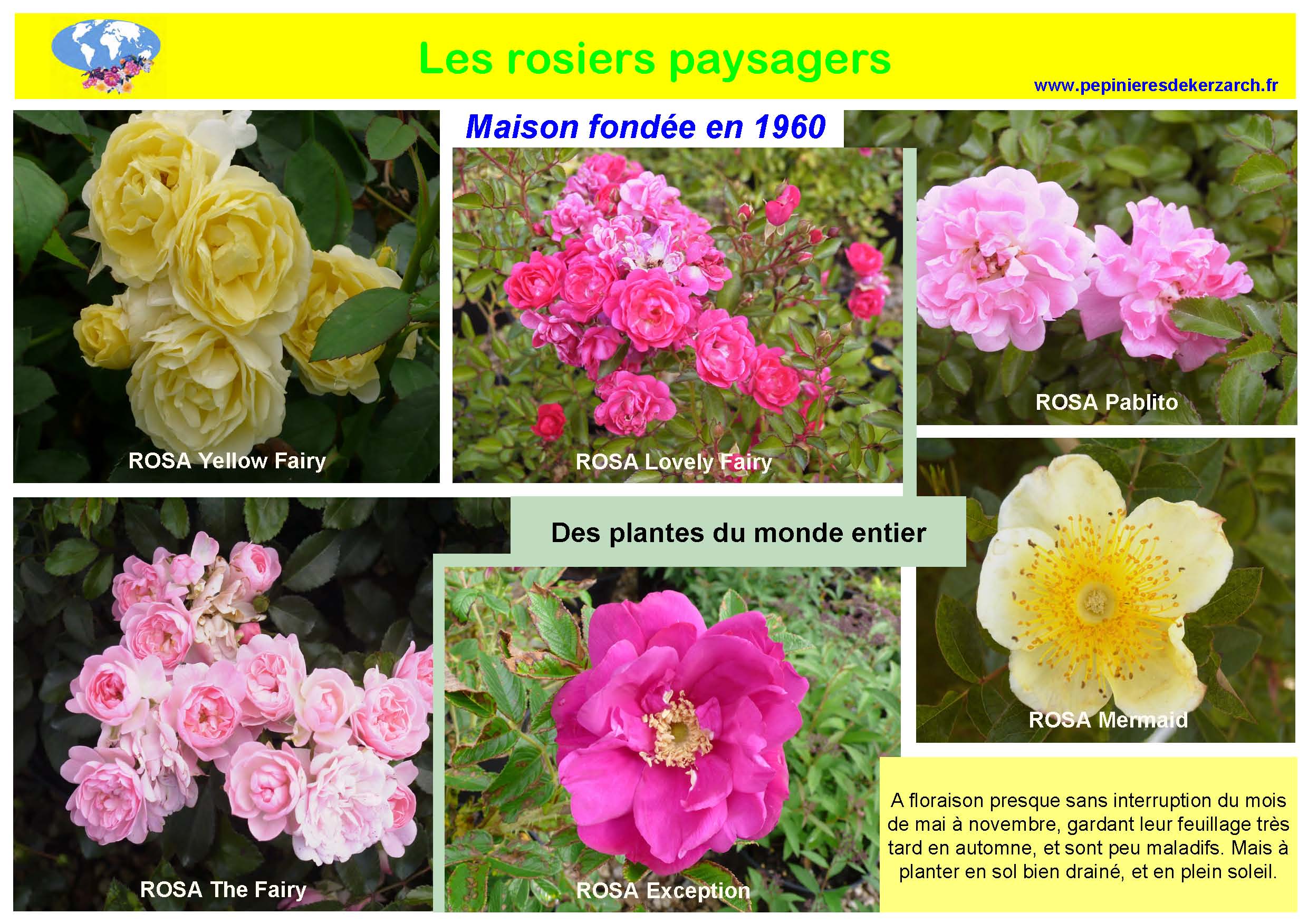 Les Rosiers Paysagers